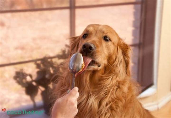 犬にバターは危険？食べた時の対処法と与えてはいけない理由