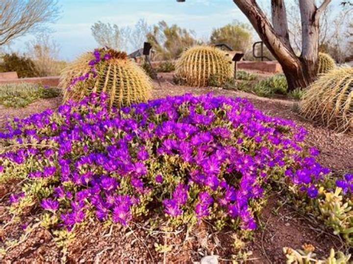 コキア（Cokia）の真実：緑の愛らしさから赤の絶景、食文化までを巡る追跡取材