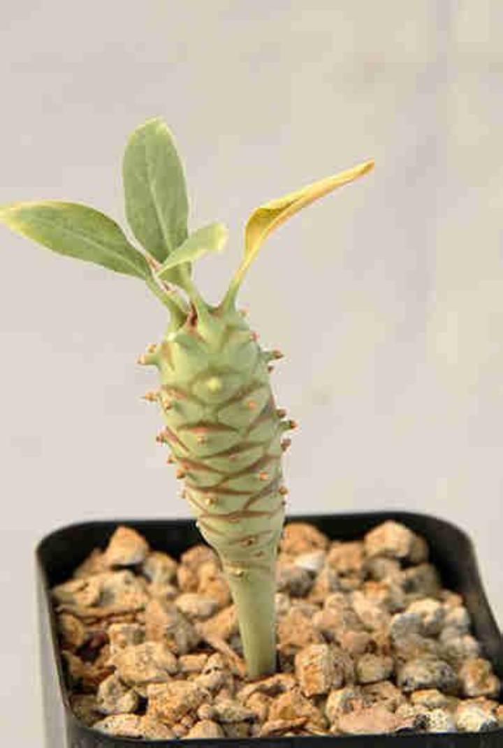 ユーフォルビア ロンギ ツベルク ローサの真実｜異形の塊根植物を完株へ導く自生環境と栽培術