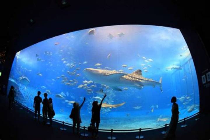 愛犬と海の世界へ！ペット可水族館の最新ルールと全国厳選スポット完全ガイド
